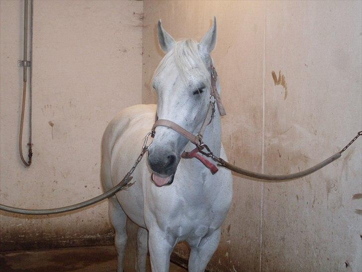 Anden særlig race - Star - (B-PONY) [HIMMEL HEST] - 1) billede 1