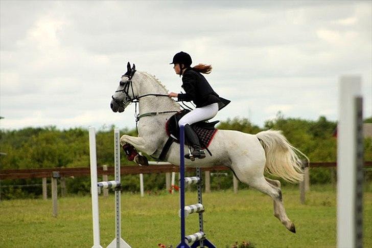 Anden særlig race - Star - (B-PONY) [HIMMEL HEST] - 9) billede 9