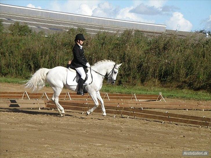 Anden særlig race - Star - (B-PONY) [HIMMEL HEST] - 10) billede 10