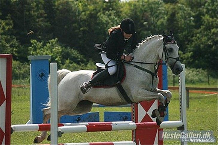 Anden særlig race - Star - (B-PONY) [HIMMEL HEST] - 13) billede 13