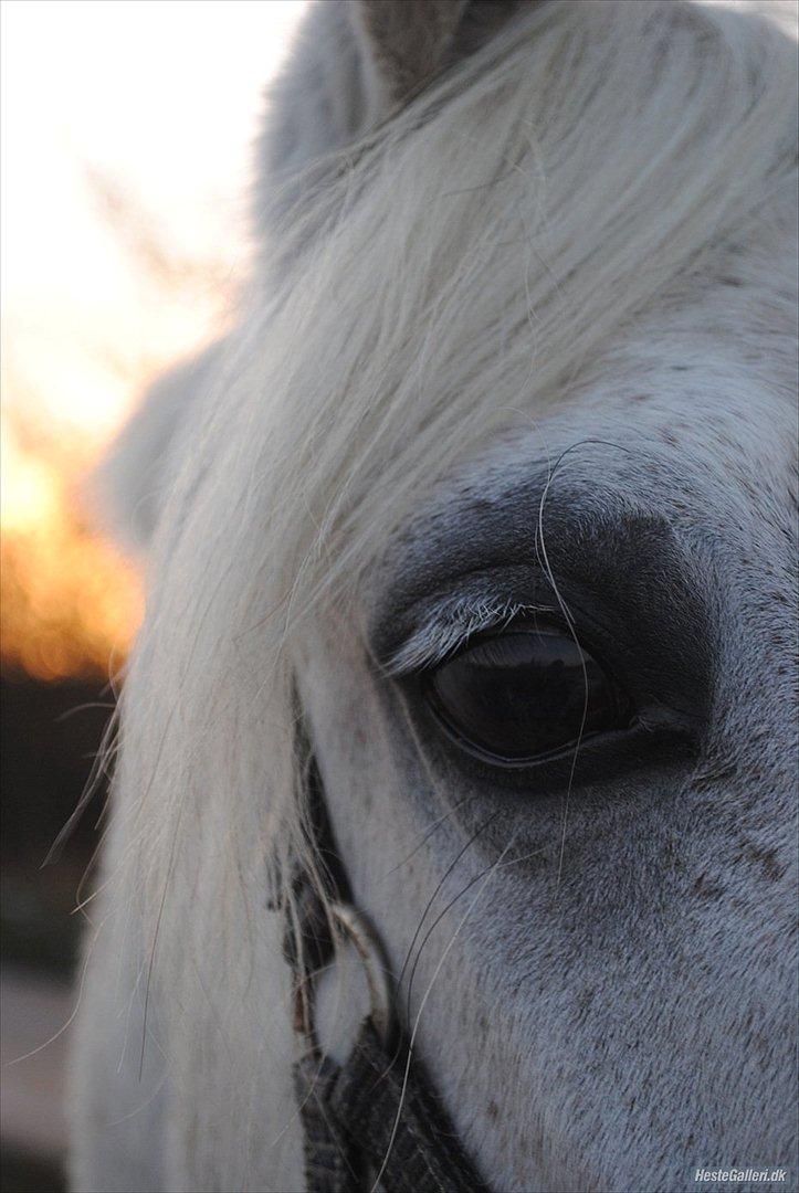 Anden særlig race - Star - (B-PONY) [HIMMEL HEST] - 14) billede 14