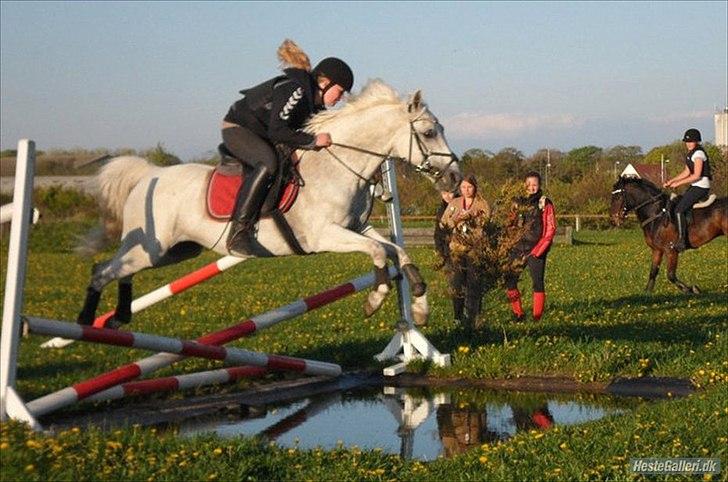 Anden særlig race - Star - (B-PONY) [HIMMEL HEST] - 16) billede 16