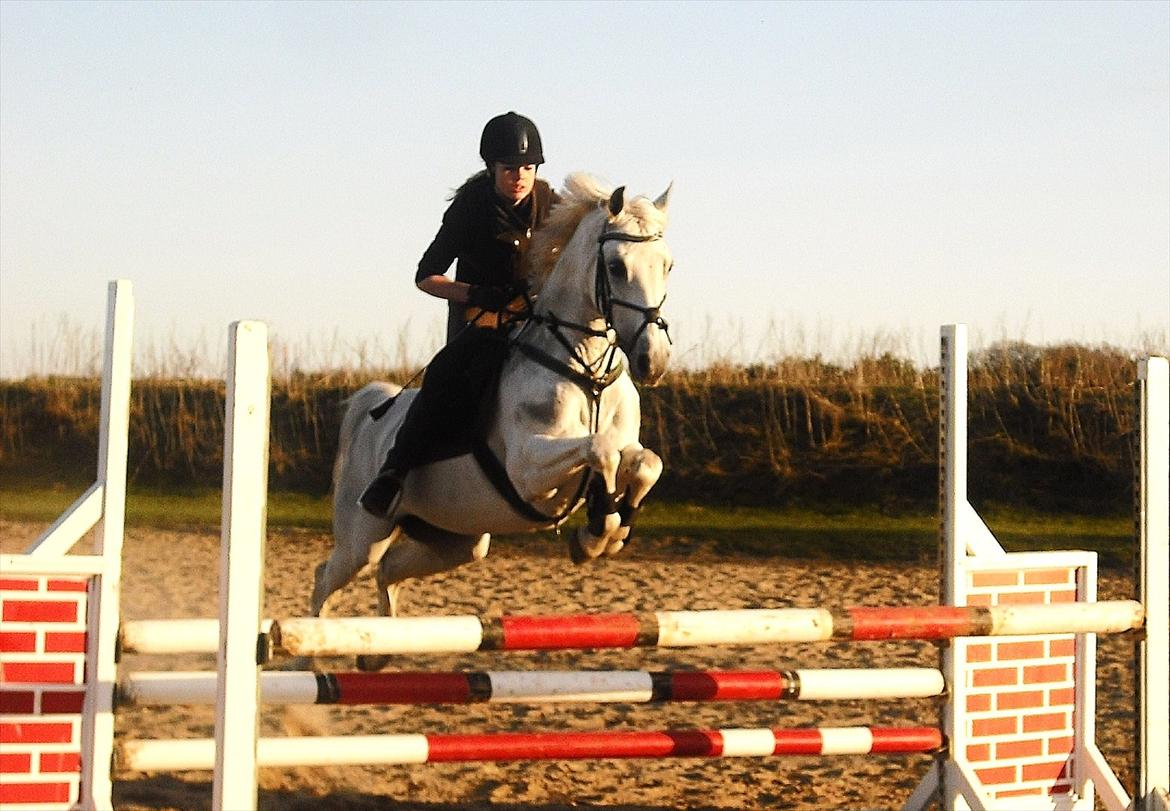 Anden særlig race - Star - (B-PONY) [HIMMEL HEST] - 17) billede 17