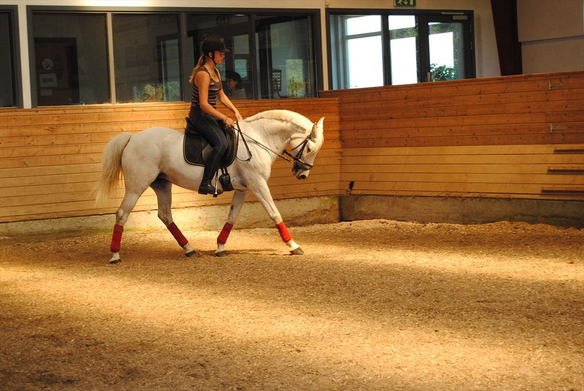 Anden særlig race - Star - (B-PONY) [HIMMEL HEST] - 20) billede 20