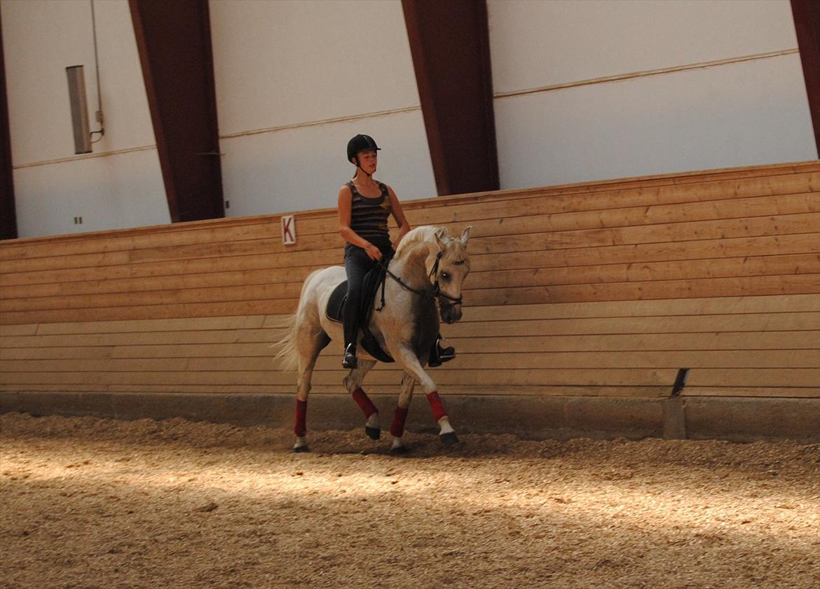 Anden særlig race - Star - (B-PONY) [HIMMEL HEST] - 12) billede 12