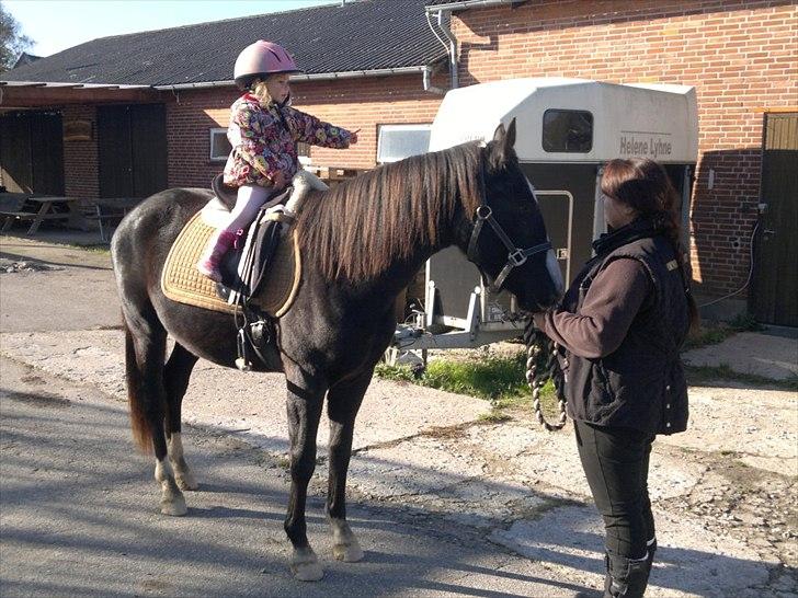 Anden særlig race Tayfun billede 2