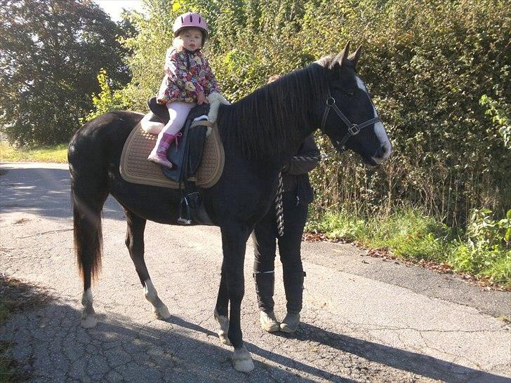 Anden særlig race Tayfun - Tayfun 2 år gammel billede 1