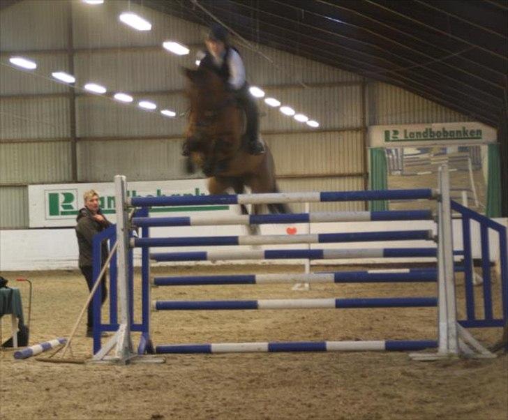 Dansk Varmblod Futura Light - Føffe og mig til højdespring - 170cm!!  billede 6