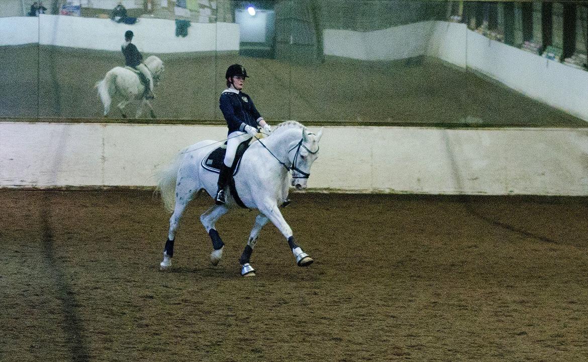 Knabstrupper Gelsådalens Zorro - Foto: Thorkild Ahm billede 13