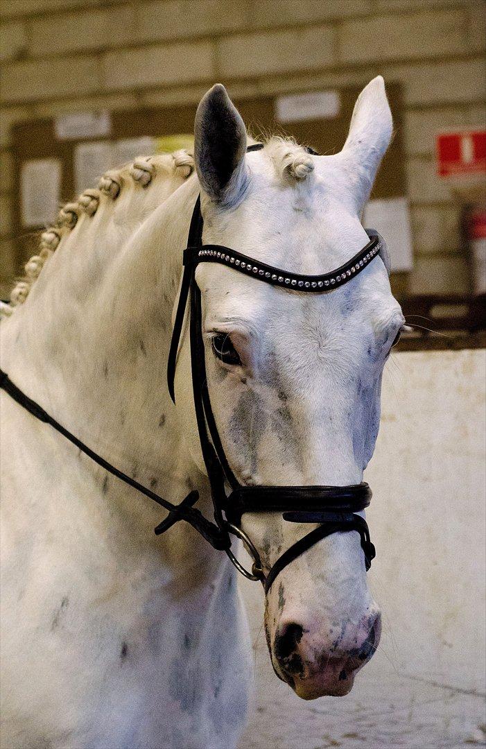 Knabstrupper Gelsådalens Zorro - Foto: Thorkild Ahm billede 15