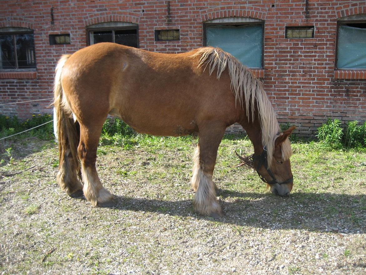 Jyde Bitte billede 1