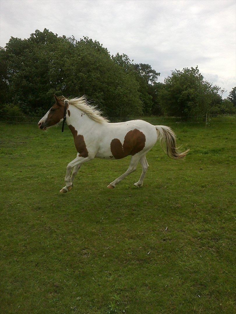 Anden særlig race Sunshine billede 10