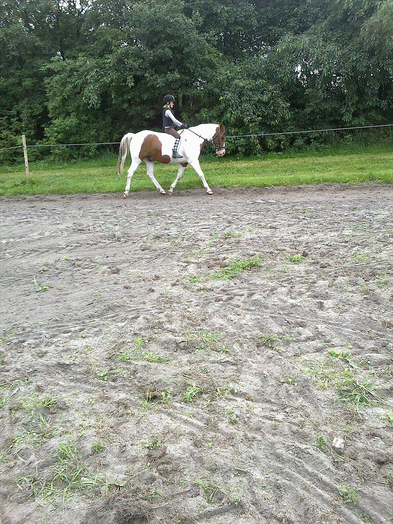 Anden særlig race Sunshine billede 11