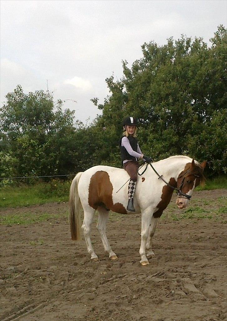 Anden særlig race Sunshine billede 12