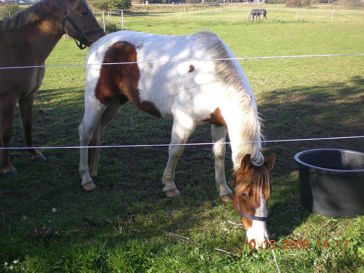 Anden særlig race Sunshine billede 13