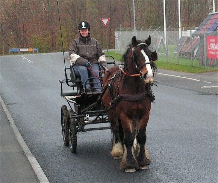 Irish Cob Duke - Lørdagstur i Viby d. 19/11-2011. billede 19