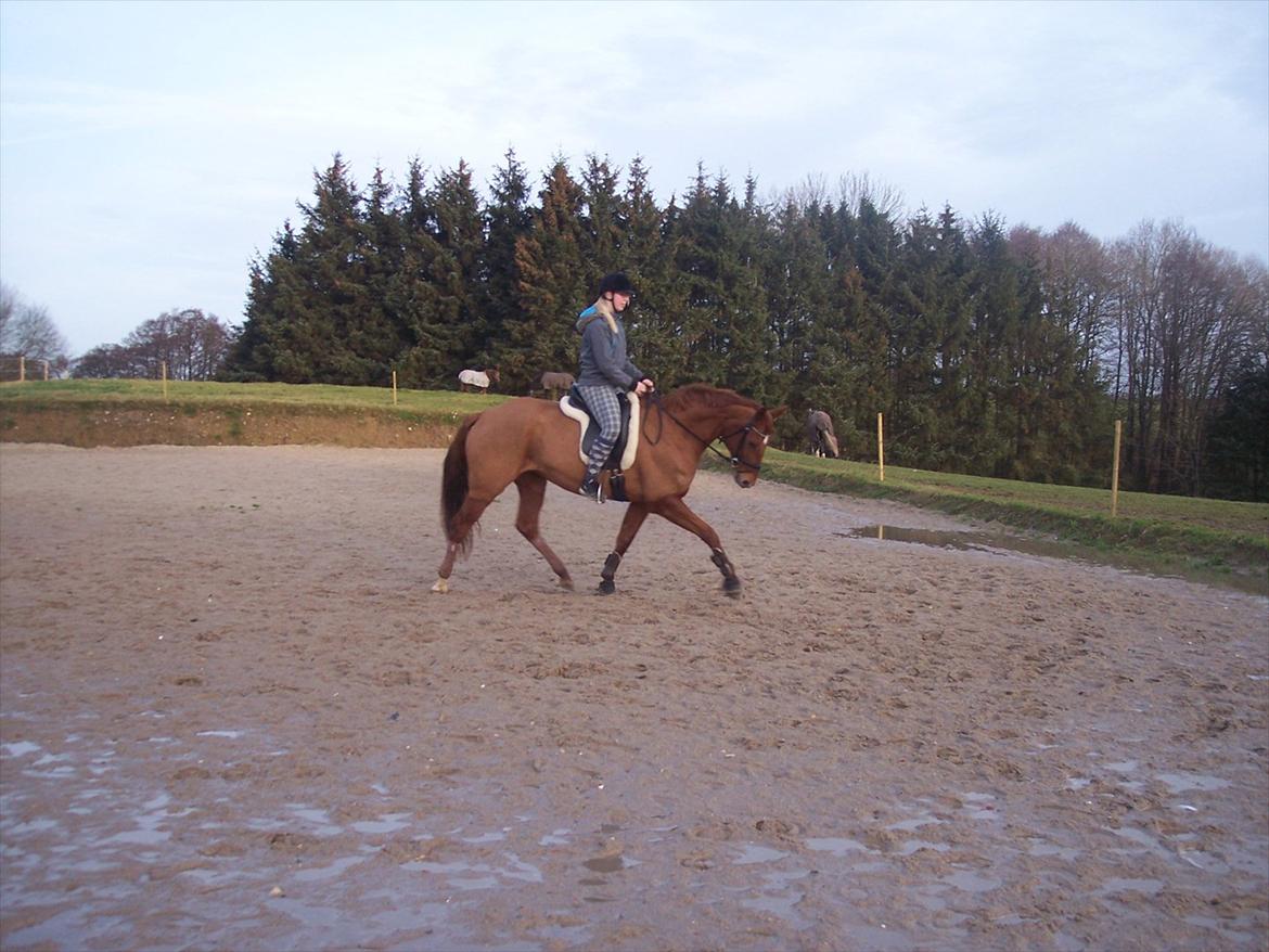 Dansk Varmblod Wixen-Noir Juelsgård billede 2