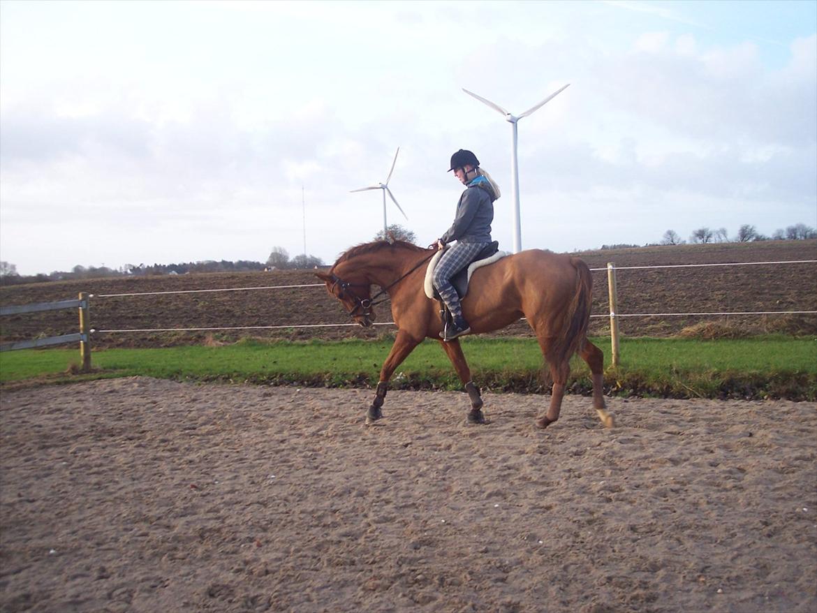Dansk Varmblod Wixen-Noir Juelsgård billede 3