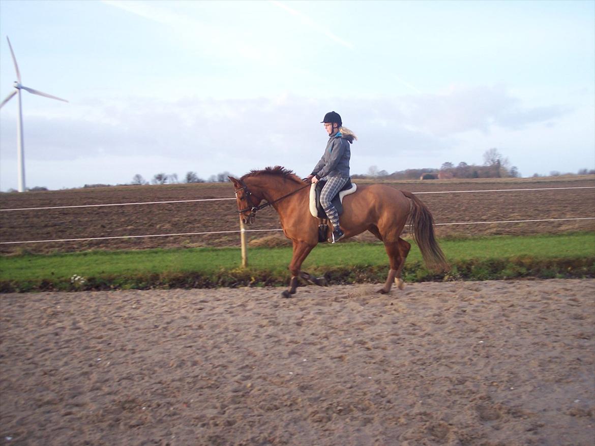 Dansk Varmblod Wixen-Noir Juelsgård billede 4