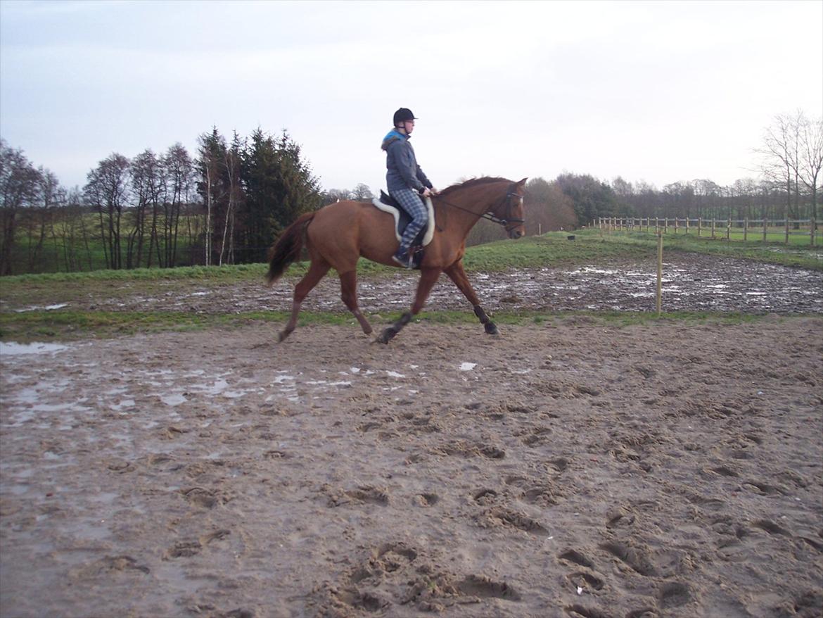 Dansk Varmblod Wixen-Noir Juelsgård billede 5