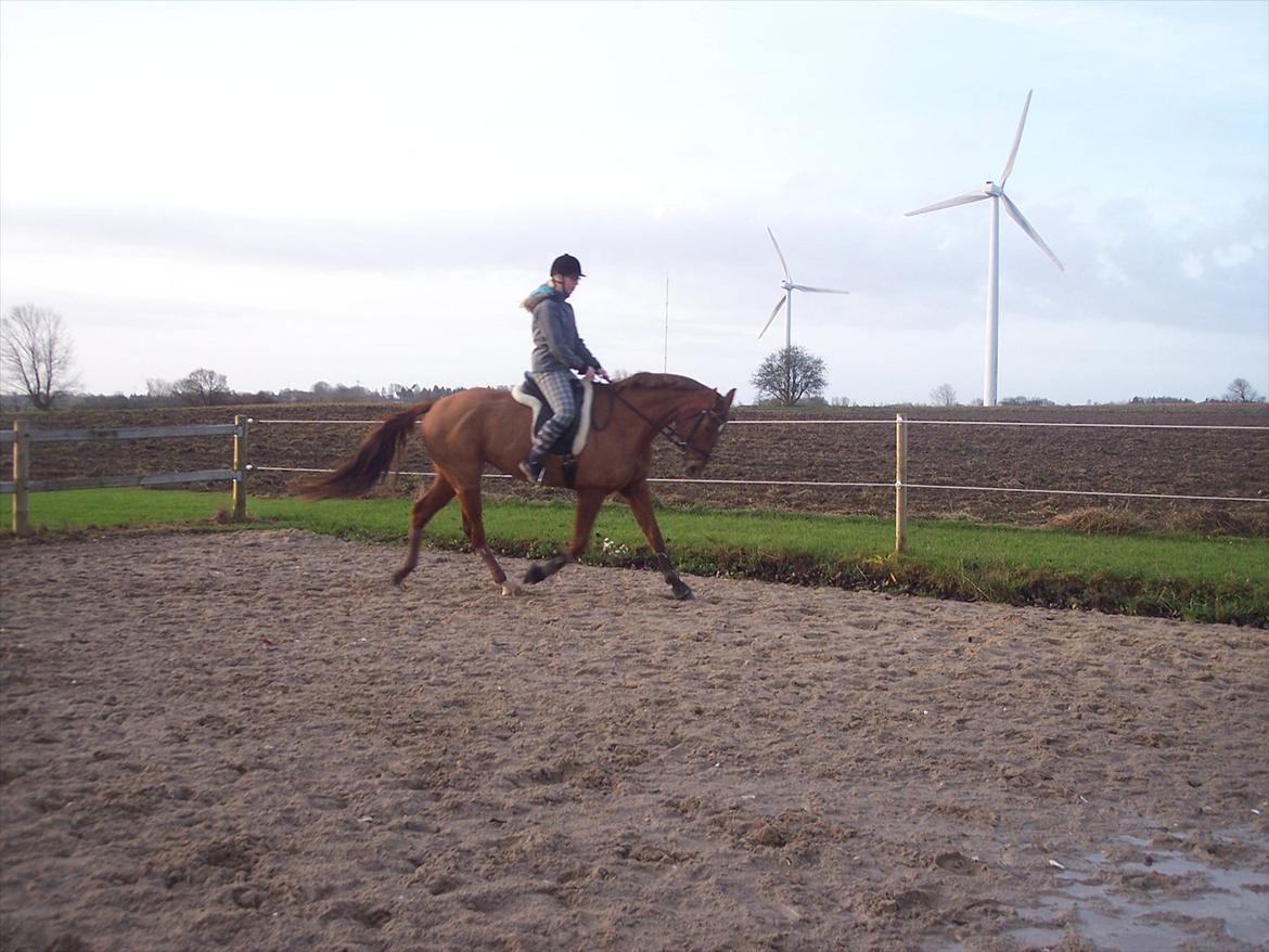 Dansk Varmblod Wixen-Noir Juelsgård billede 6