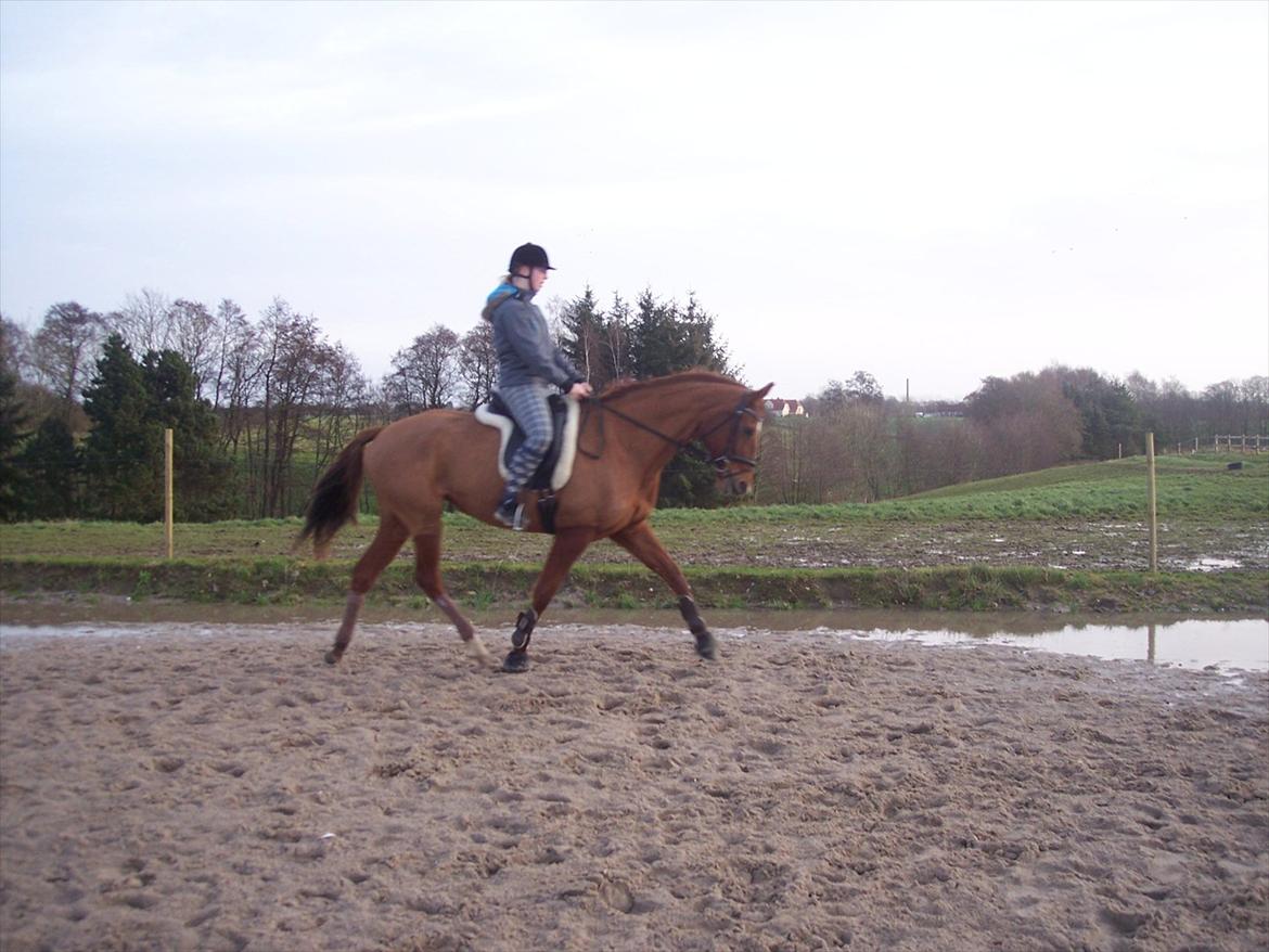 Dansk Varmblod Wixen-Noir Juelsgård billede 7