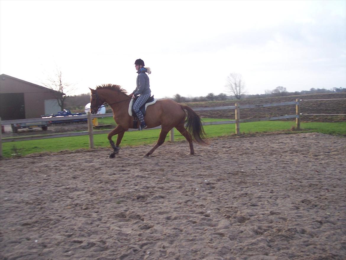 Dansk Varmblod Wixen-Noir Juelsgård billede 8