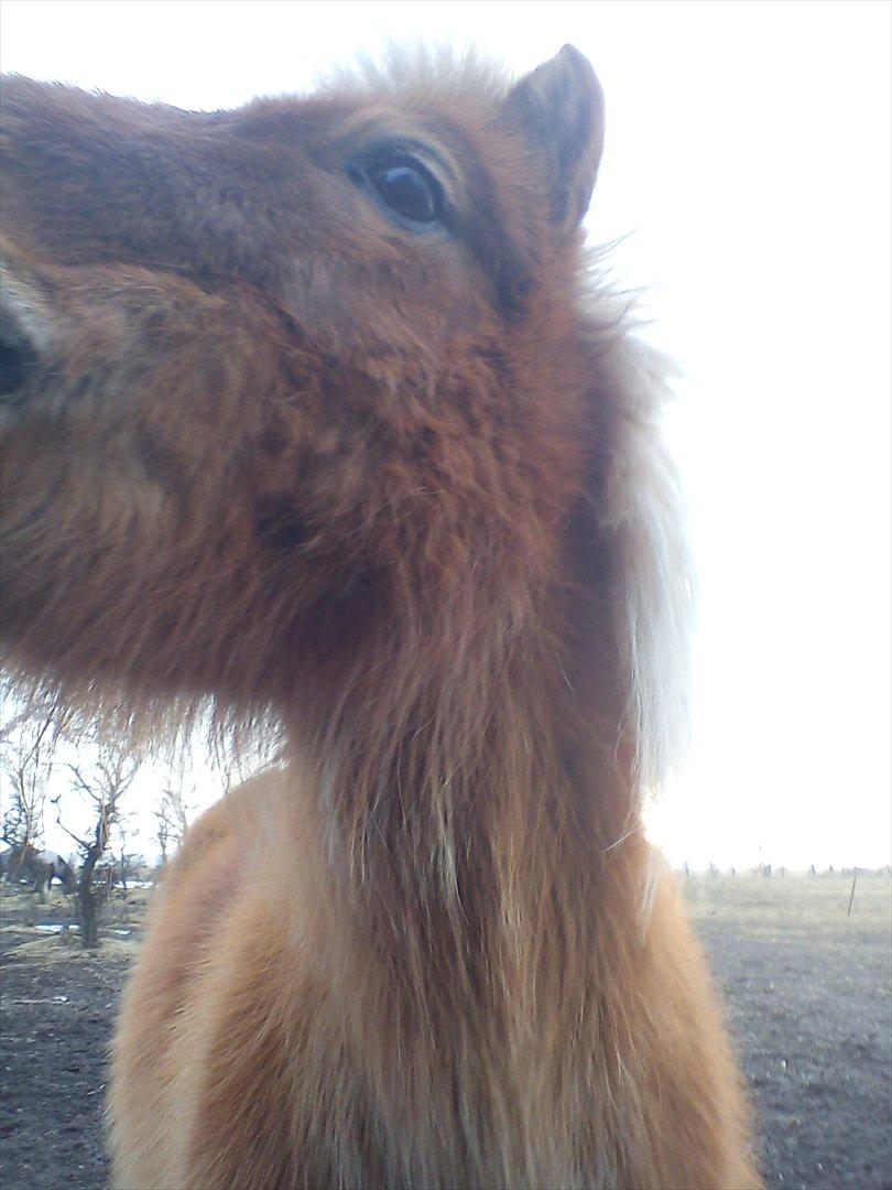 Shetlænder Jokum billede 11