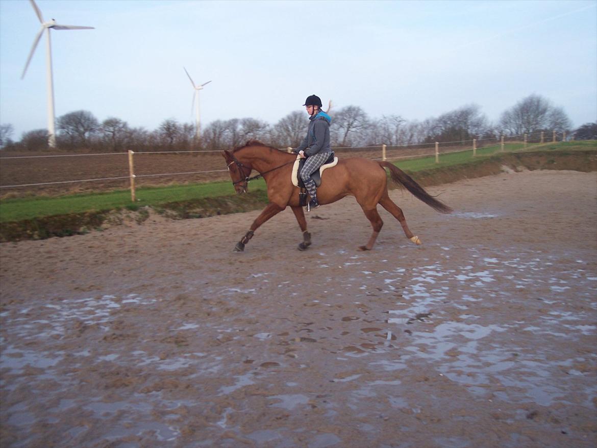 Dansk Varmblod Wixen-Noir Juelsgård billede 9