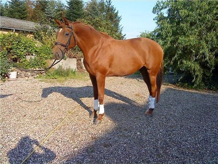 Dansk Varmblod Wixen-Noir Juelsgård billede 10