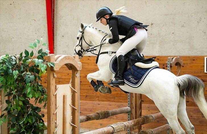 Anden særlig race Silver Jawos billede 1