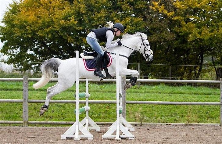 Anden særlig race Silver Jawos billede 2