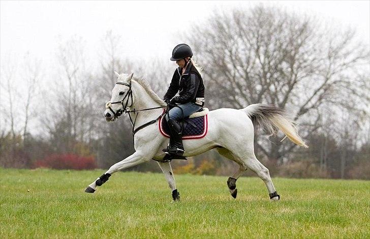 Anden særlig race Silver Jawos billede 3