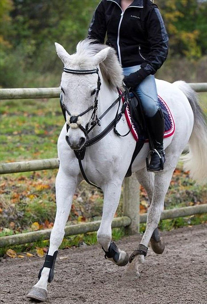 Anden særlig race Silver Jawos billede 4