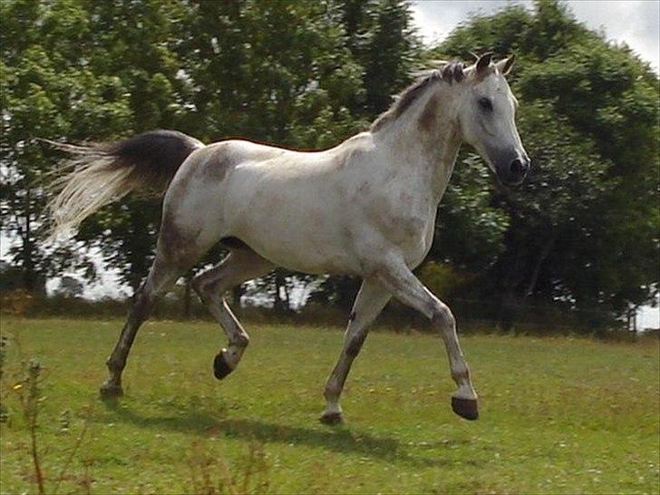 Anden særlig race Silver Jawos billede 5