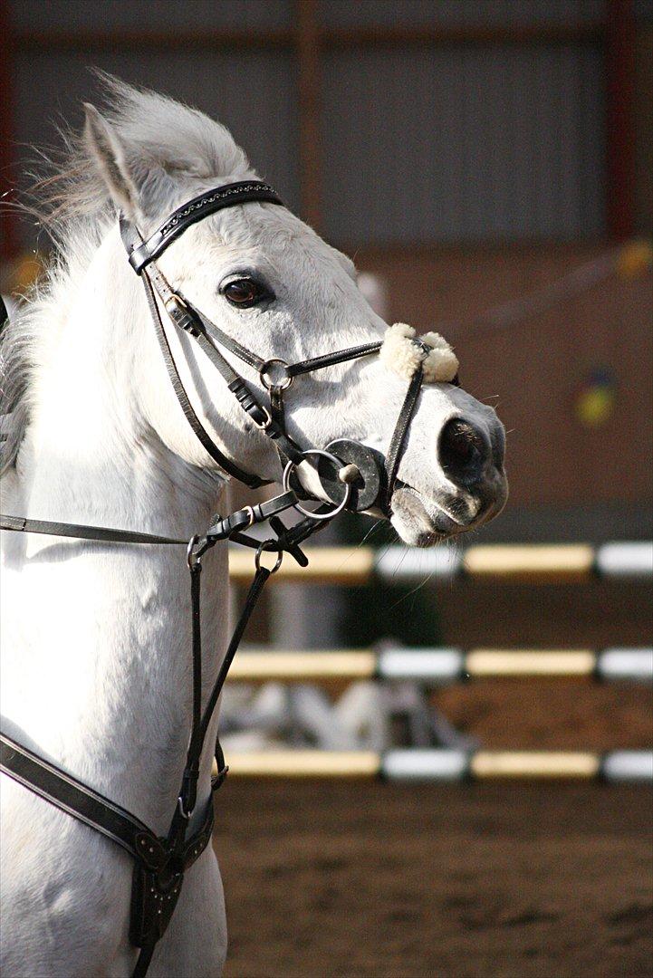 Anden særlig race Silver Jawos billede 7