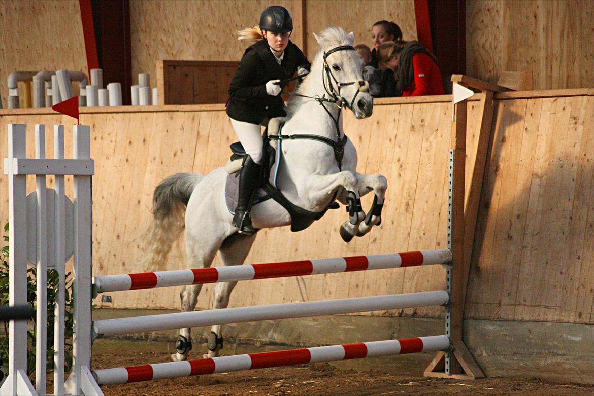 Anden særlig race Silver Jawos billede 8