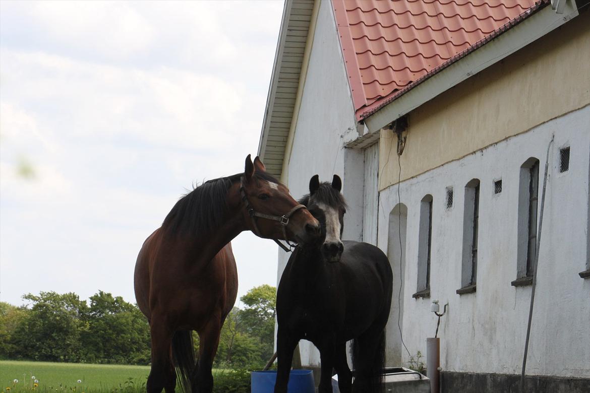 Oldenborg Talulah - Talulah og Pondus<3 billede 3