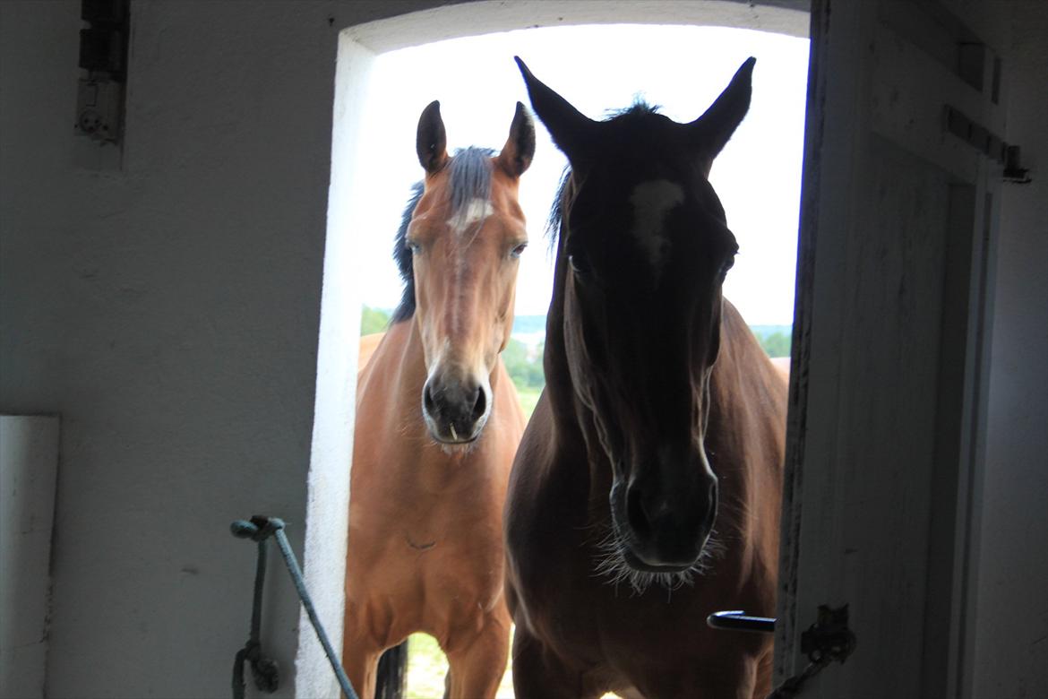 Oldenborg Talulah - Talulah og hendes mor:) billede 4