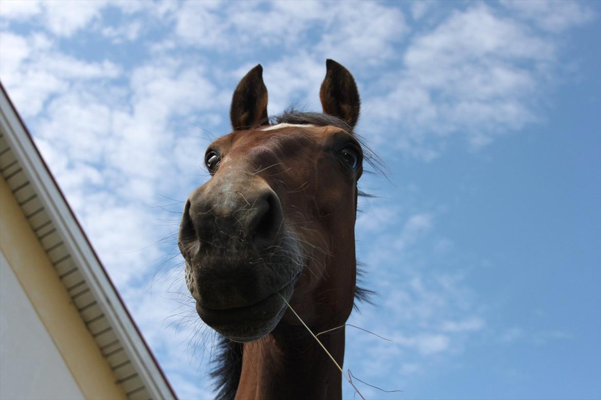 Oldenborg Talulah billede 5