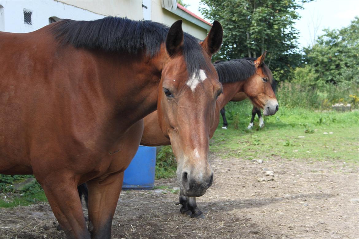 Oldenborg Talulah billede 6