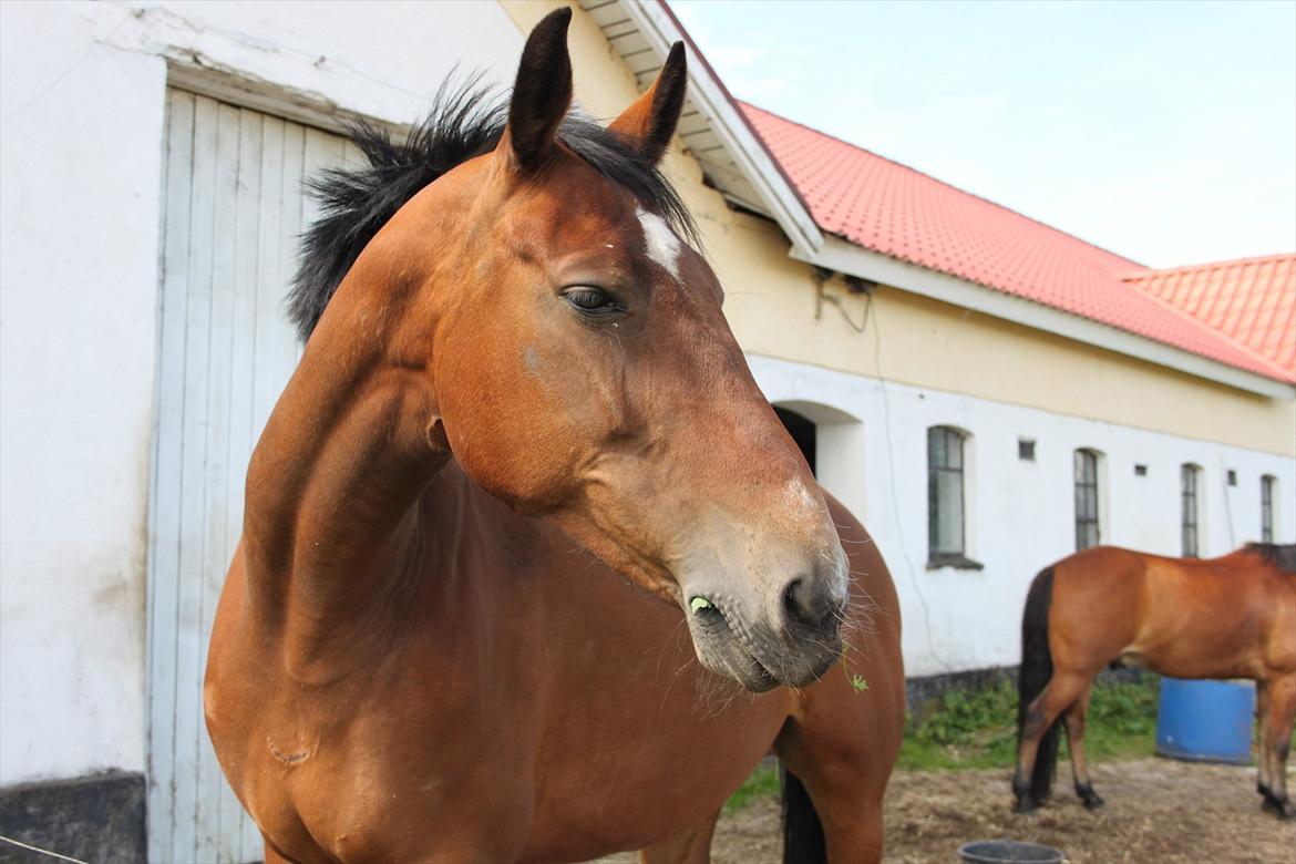 Oldenborg Talulah billede 7