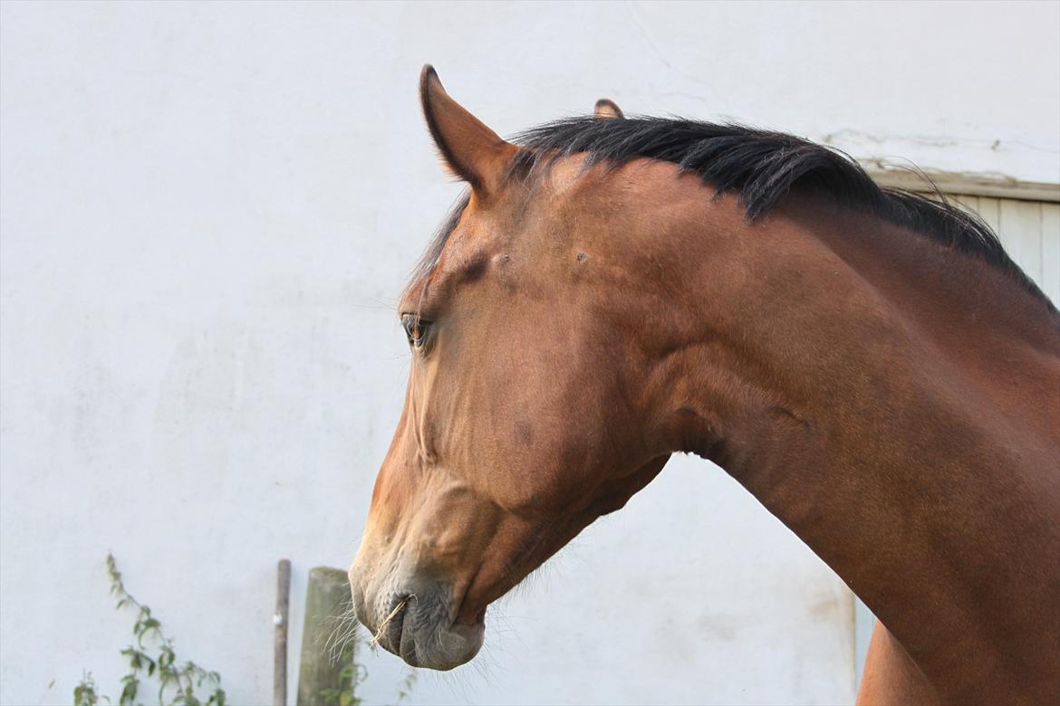 Oldenborg Talulah billede 8