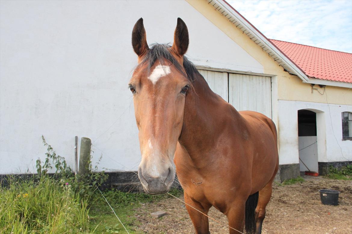 Oldenborg Talulah billede 9