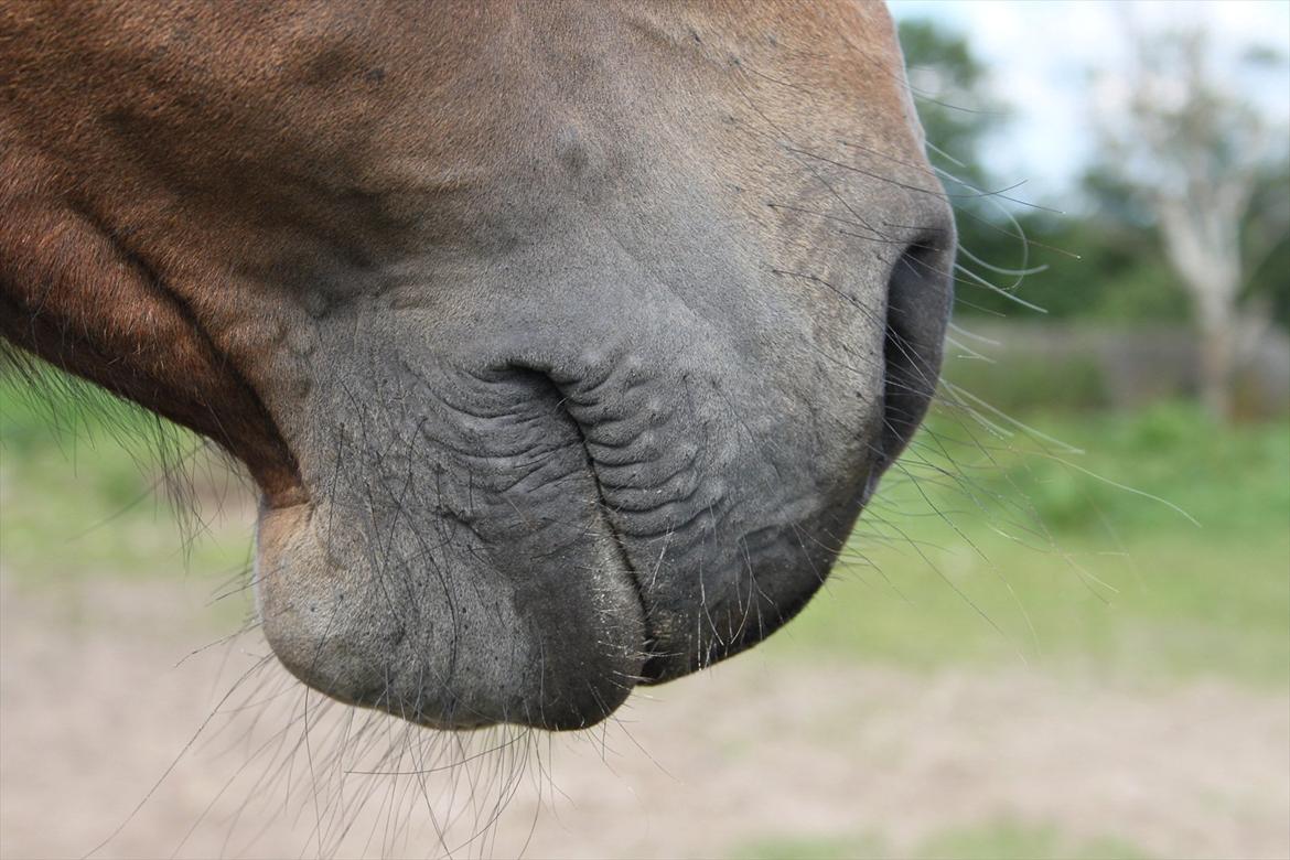 Oldenborg Talulah billede 10