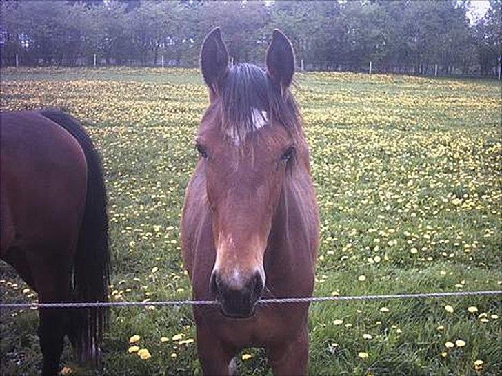 Oldenborg Talulah - Talulah som 2 års:) billede 11