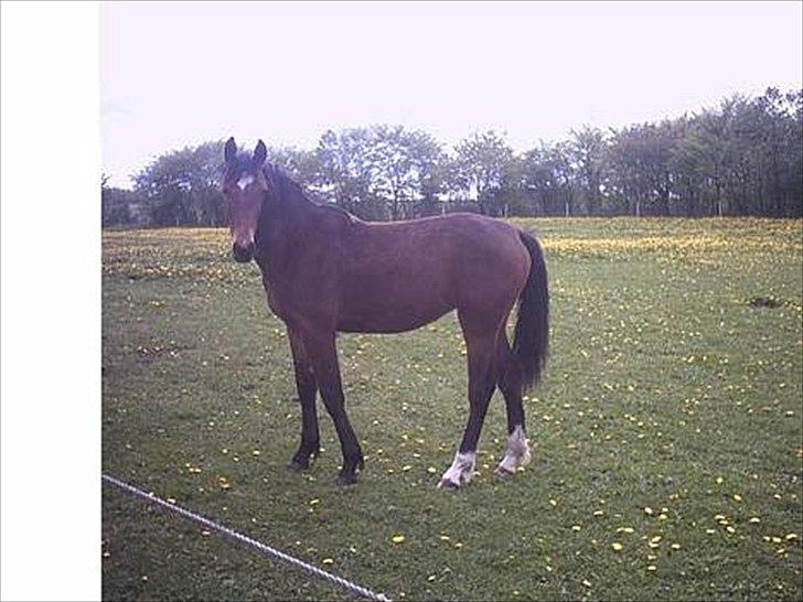 Oldenborg Talulah - Igen 2 år:) billede 12