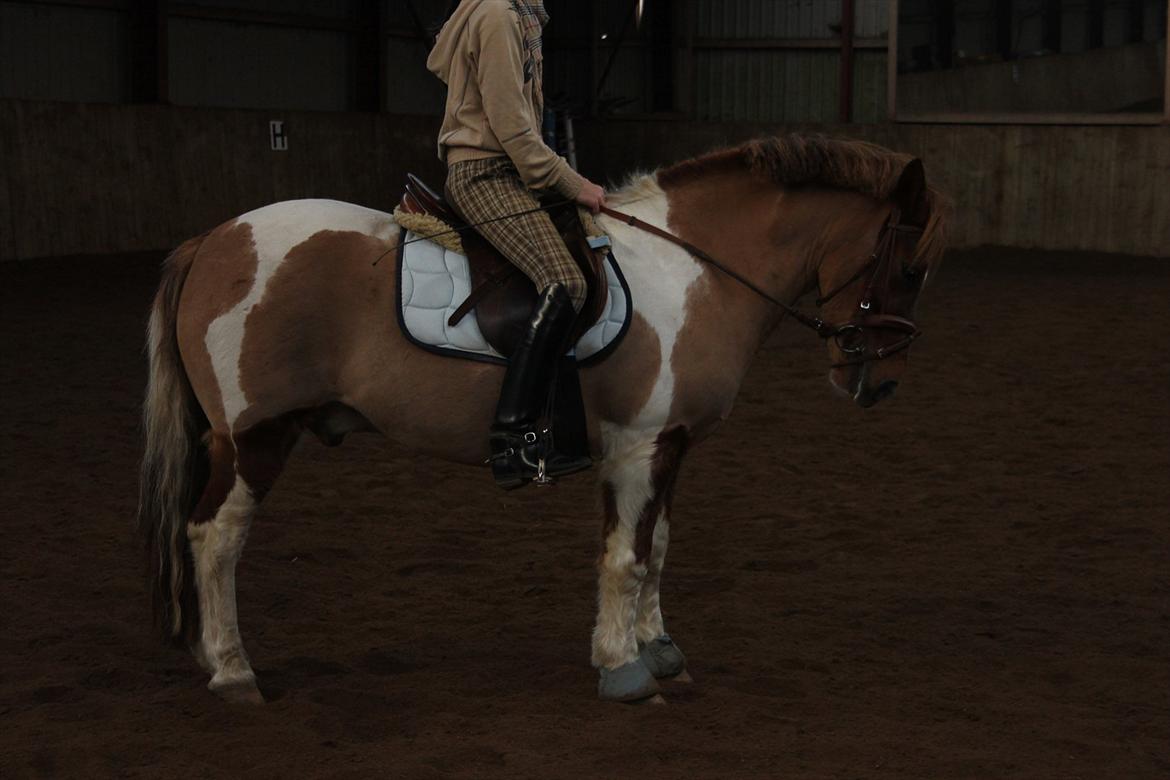 Anden særlig race Flamme *.. Bølle pony!<3 (Solgt) ;'(<3 - Perfekt parrede.<333 billede 11