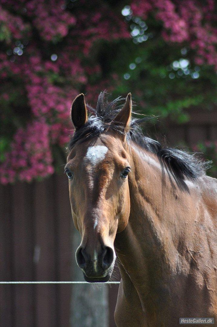 Anden særlig race Gypsy Bally - Velkommen til Gypsy Bally's profil :)
smid endelig en kommentar og bedømmelse, så bliver han glad!C: billede 1