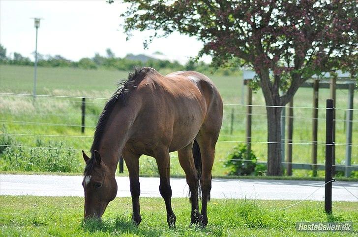 Anden særlig race Gypsy Bally - Gypsy Bally<3. billede 18